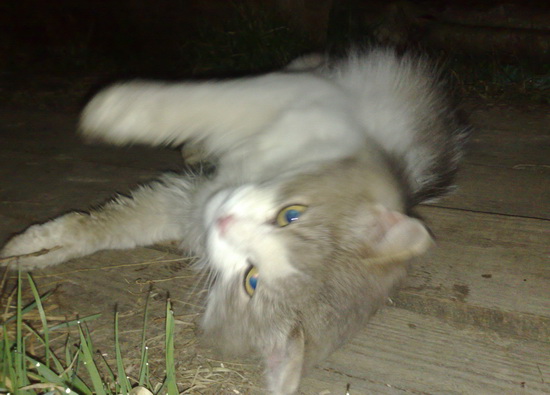 Хаммер в Бразервиле